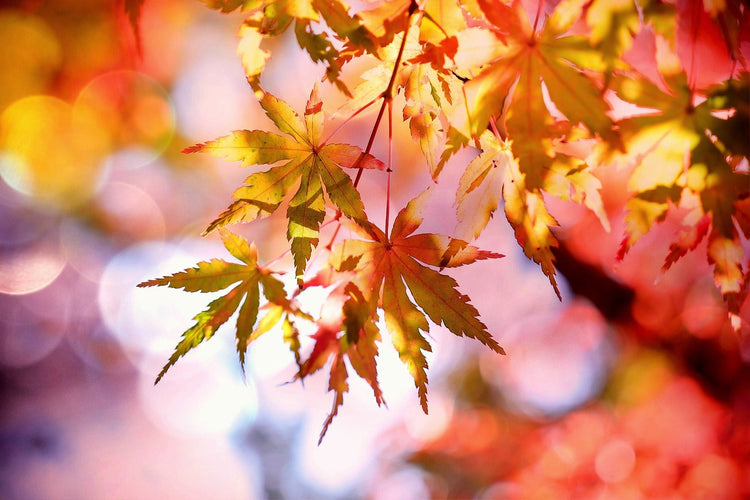 Fall Collection