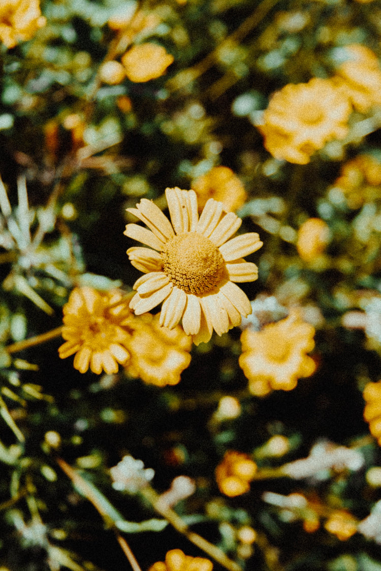 Spring Fever Collection